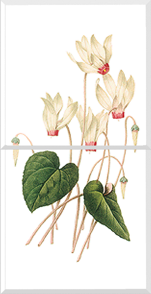 Cyclamen (Cyclamen sp.)
