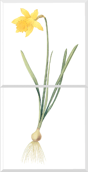 Daffodil (Narcissus pseudo-narcissus)