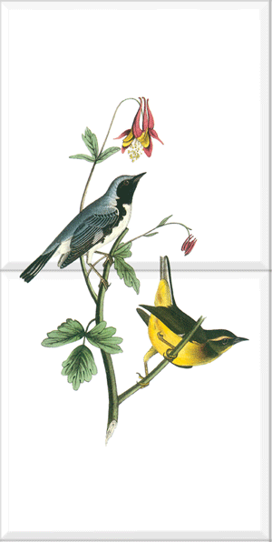 Black-throated Blue Warbler