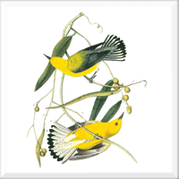 Prothonotary Warbler