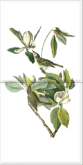 Warbling Vireo