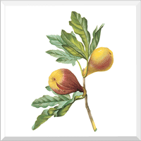 Fig (Ficus Violacea)