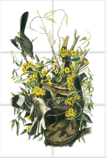 Northern Mockingbird