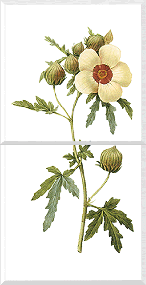 Flower-of-an-hour (Hibiscus trionum)