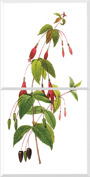 Scarlet Fuchsia (Fuchsia Coccinea)