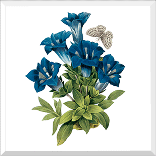 Gentian