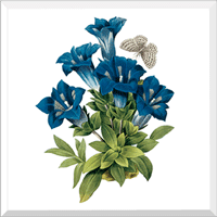 Gentian