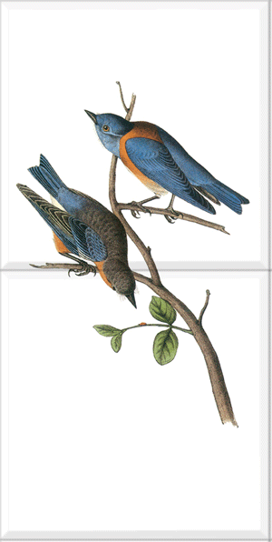 Western Bluebird