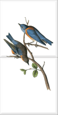 Western Bluebird