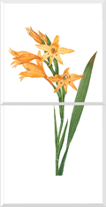 Gladiolus (Gladilolus Cuspidatus)