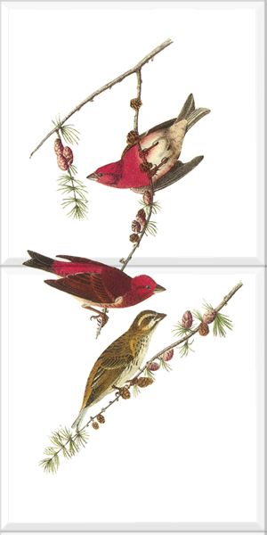 Purple Finch