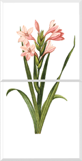 Gladiolus (Gladiolus Laccatus)