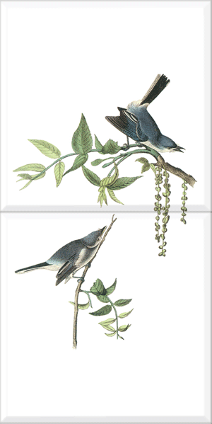 Blue-gray Gnatcatcher