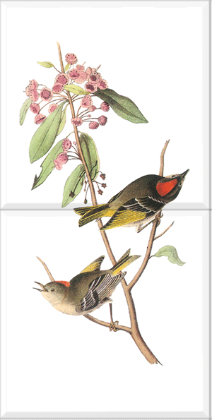 Ruby-crowned Kinglet