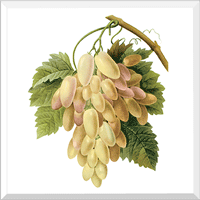 White Grape (Vinifera sp.)