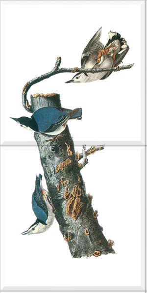White-breasted Nuthatch
