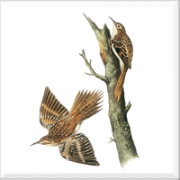 Brown Creeper