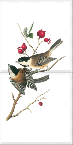 Black-capped Chickadee