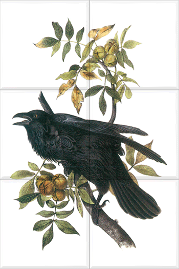 Common Raven