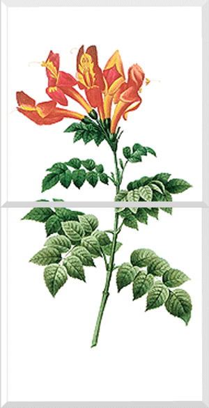 Cape Honeysuckle (Bignonia Capensis)