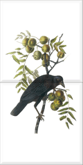 American Crow