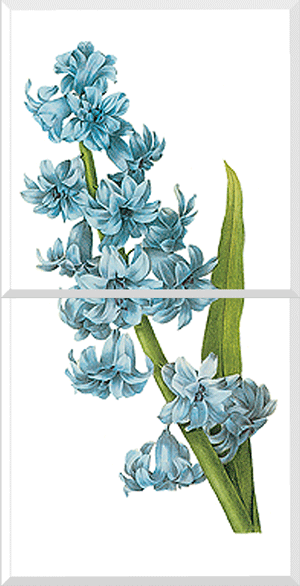 Hyacinth (Hyacinthus sp.)