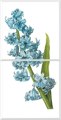 Hyacinth (Hyacinthus sp.)