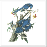 Blue Jay