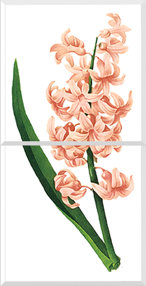 Garden Hyacinth (Hyacinthus Orientalis)
