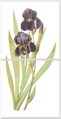 Bearded Iris (Iris Germanica)