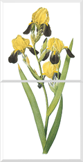Brown-Flowered Iris (Iris Squalens)