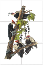 Pileated Woodpecker