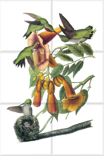 Ruby-throated Hummingbird