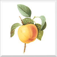 Calville Apple (Malus sp.)