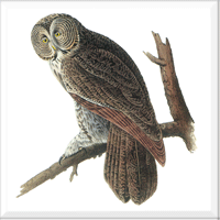 Great Gray Owl
