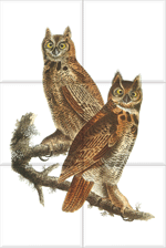 Great Horned Owl