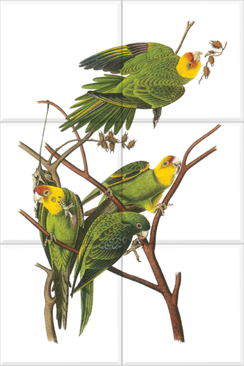 Carolina Parakeet