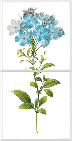 Leadwort (Plumbago Caerulea)