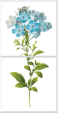 Leadwort (Plumbago Caerulea)