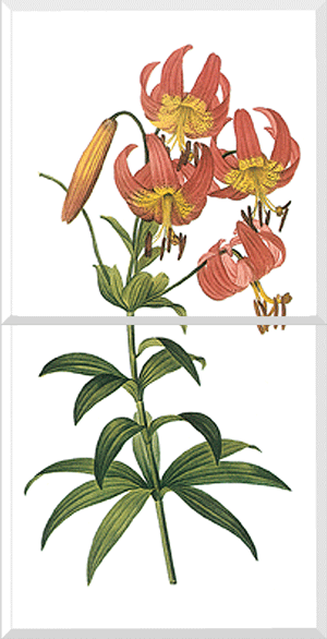 American Lily (Lilium Superbum)
