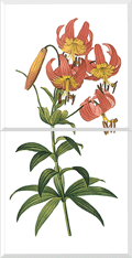 American Lily (Lilium Superbum)