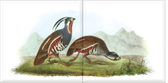 Mountain Quail