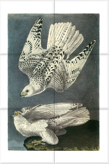 Gyrfalcon