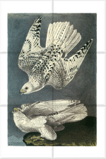 Gyrfalcon