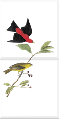 Scarlet Tanager