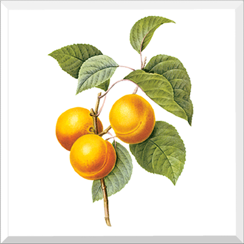 Apricot- Peach (Primus sp.)