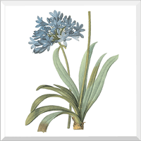 Blue African Lily