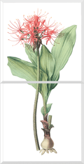 Fireball Lily (Haemanthus Multiflorus)