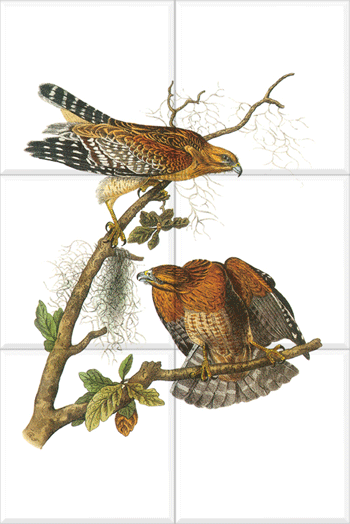 Red-shouldered Hawk