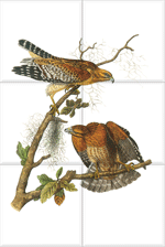 Red-shouldered Hawk